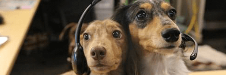 Two dogs man the phones at Trupanion's Seattle office