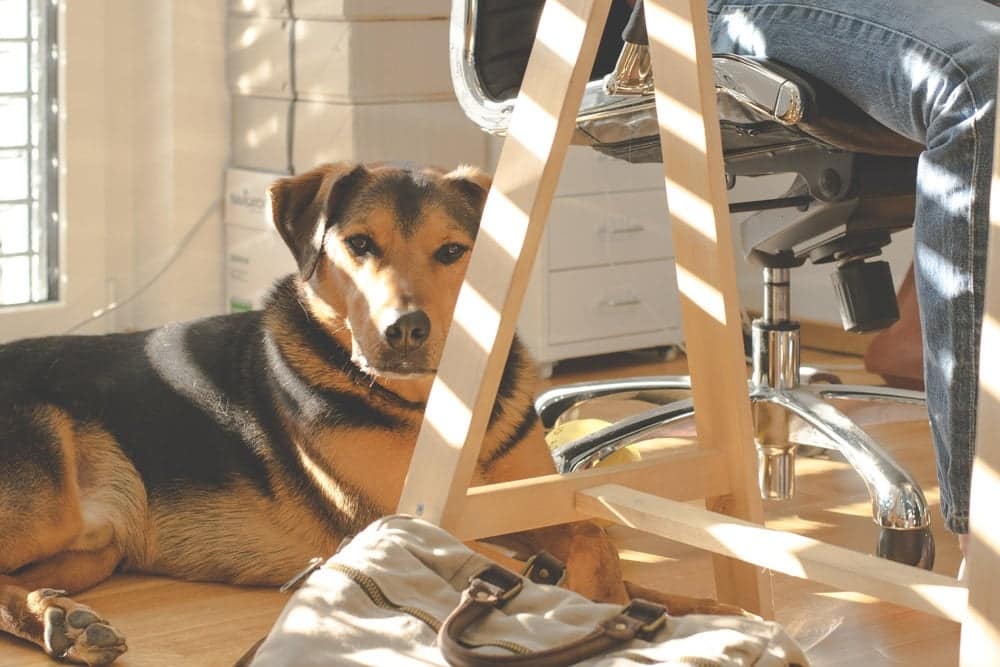 Pet Friendly Office
