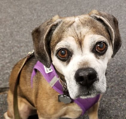 Nugget the Puggle