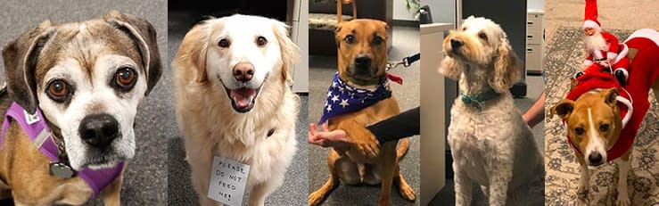 The pups at PrismHR - Office Dogs