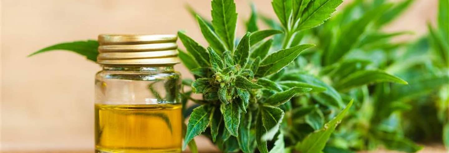 cbd oil